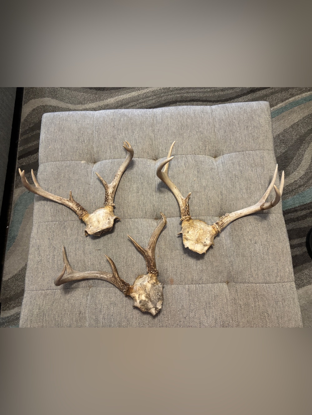 Texas White Tail Deer Antlers